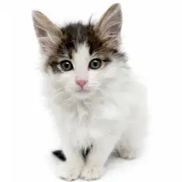 ノルウェージャンフォレストキャット