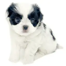 MIX（トイプードル×狆）