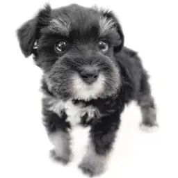 ミニチュア・シュナウザー