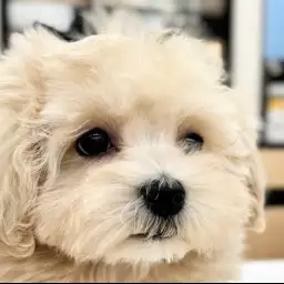 【 MIX犬 】つぶらな瞳がキュートな優しい色味の男の子