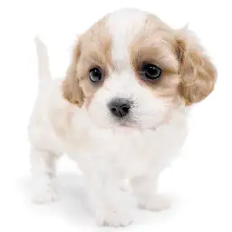 MIX（キャバリアキングチャールズスパニエル×ビションフリーゼ）