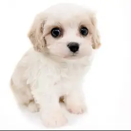 MIX（キャバリアキングチャールズスパニエル×ビションフリーゼ）