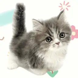 【 ミヌエット 】希少尽くし！短足界の貴公子現るマルっと東川口日和No.153