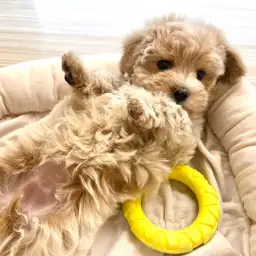 【 マルプー 】飼いやすさNo.1の不動人気MIX犬!良い子に育てるコツもご紹介