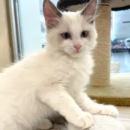 【 ラグドール 】はじめてに挑戦する姿をご紹介！マルっと東川口日和No.146