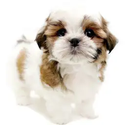 MIX（マルチーズ×シーズー）