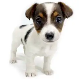 ジャックラッセルテリア