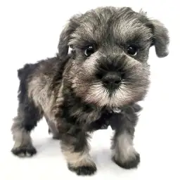 ミニチュア・シュナウザー