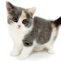 ブリティッシュショートヘア