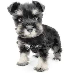 ミニチュア・シュナウザー