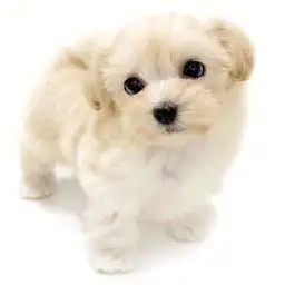 MIX（マルチーズ×トイプードル）