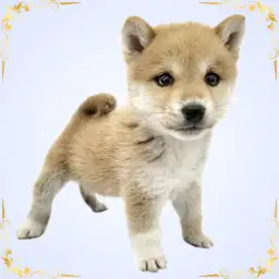 【 柴犬 】まっすぐな眼差しが可愛い赤柴の男の子が東京都東日暮里に登場