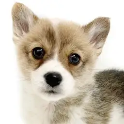 【 コーギー 】魅惑の食パンボディ!穏やかなコーギーの女の子入店！