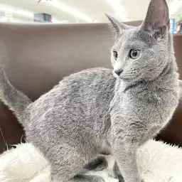 【 ロシアンブルー  】生後4ヶ月半！ロシブルちゃんの1日の過ごし方に密着！