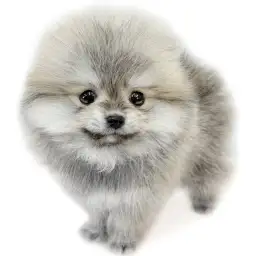 ポメラニアン
