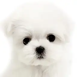 【 マルチーズ 】まるで綿あめ！透明感抜群の美形女子：ほっこり北通vol.274