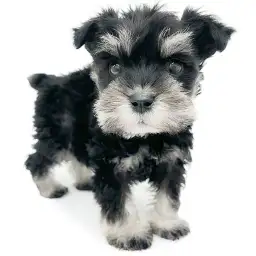 ミニチュア・シュナウザー