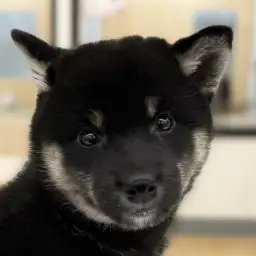 【 柴犬 】表情豊かな黒柴ちゃん!ずんぐりむっくり元気っ子ガール!