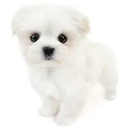 MIX（マルチーズ×ポメラニアン）