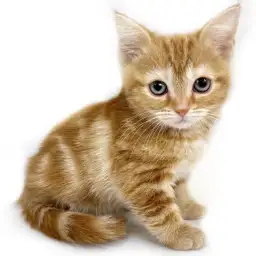 アメリカンショートヘア