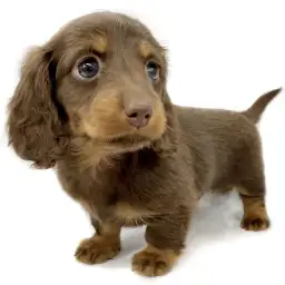 ミニチュア・ダックスフント