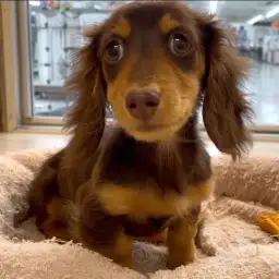 【 ミニチュアダックスフント 】小柄サイズに成長中！マルっと東川口日和No.148