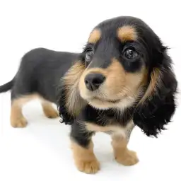 カニンヘン・ダックスフント