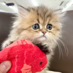 【 ペルシャ 】猫界を代表する王様！誰もが納得するプレミアム級の可愛さをご覧あれ