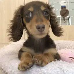 【 ミニチュアダックスフント 】成長中！チョコカラーが映える女の子