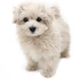 MIX（マルチーズ×トイプードル）