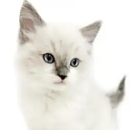 【 ラグドール 】甘えん坊さん度100%超え!ほっこり北通vol.272