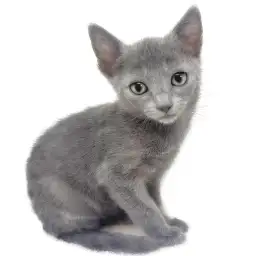 ロシアンブルー