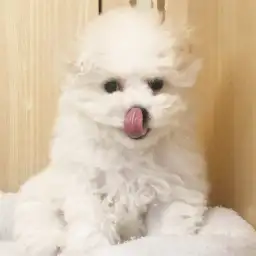 【 ビションフリーゼ 】毛量ボリュームUp!成長を実感できる癒しの純白プリンス!