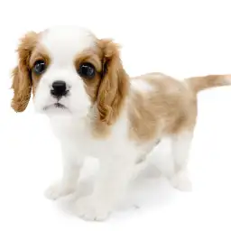 キャバリア・キングチャールズ・スパニエル