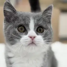 【 ブリティッシュショートヘア 】まん丸フォルムの甘え上手な男の子