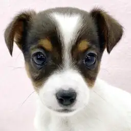 【 ジャックラッセルテリア 】ドット柄がチャーミングなジャックちゃんが仲間入り!