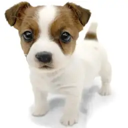 ジャックラッセルテリア