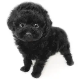 トイ・プードル