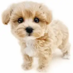 MIX（マルチーズ×トイプードル）