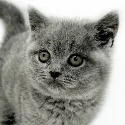 【 ブリティッシュショートヘア 】見れば見るほど惹き込まれる癒し系ブリちゃん！