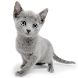 ロシアンブルー