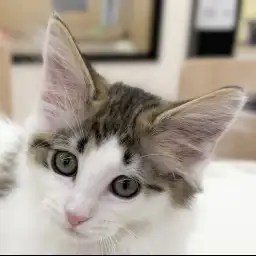 【 ノルウェージャン 】生後2か月、北欧の森からやってきた小さな妖精