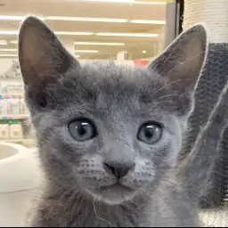 【 ロシアンブルー 】銀色に輝く男の子、子猫限定のキトンブルー！