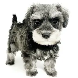 ミニチュア・シュナウザー