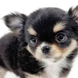 【 チワワ 】大注目の可愛すぎるお顔！！見逃し厳禁なスーパープレミアムガール！