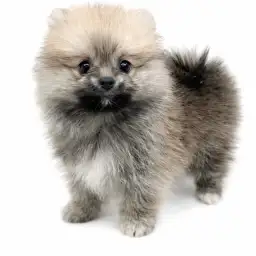 ポメラニアン