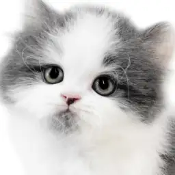 【 ブリティッシュ 】ハチワレ模様と髭模様がポイント！ロングヘアの癒し系男の子