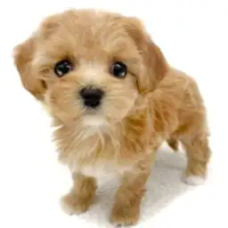 MIX（マルチーズ×トイプードル）