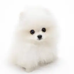 【 ポメラニアン 】ふわふわの被毛がプレミアム級！白ポメ女子