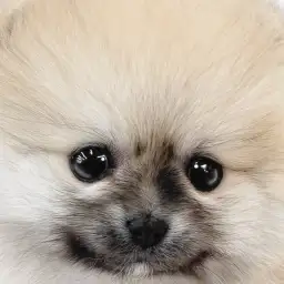 【 ポメラニアン 】小さめサイズのたぬき顔！プレミアム認定の圧倒的な愛らしさ！